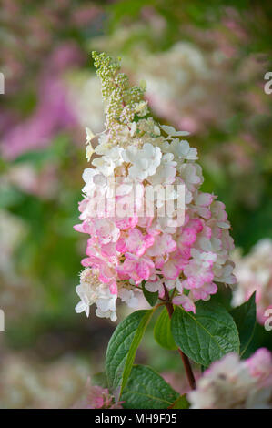 Image en gros plan de la fleur magnifique chef de l'Hydrangea paniculata 'Pink Beauty', prises contre un arrière-plan doux Banque D'Images