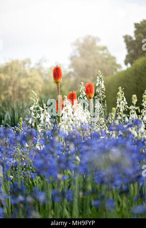 Kniphofia, également appelé tritoma, red hot poker, torch lily, knofflers ou poker de plantes dans une frontière herbacées d'été Banque D'Images