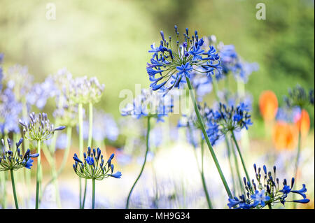 Image en gros plan de l'été bleu à fleurs Agapanthus fleurs (African lily) à floraison d'été plantes vivaces Banque D'Images