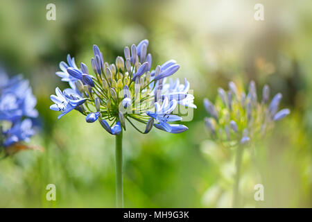 Image en gros plan de l'été bleu à fleurs Agapanthus fleurs (African lily) à floraison d'été plantes vivaces Banque D'Images