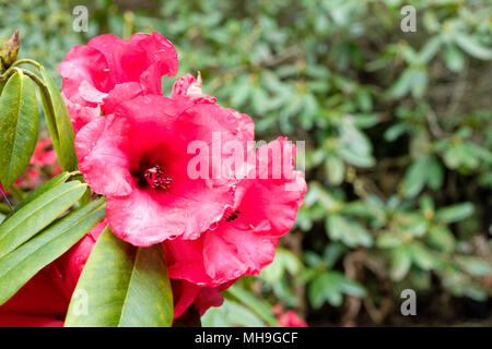 Close-up d'une floraison de printemps Rhododendron 'Le général' (Chtawbiense hybride), Avril Banque D'Images