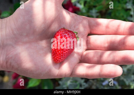 Homme tenant en main Juicy Fraise Bio mûres Palm en vert jardin d'été. Les taches du soleil. Les vitamines de l'air sain Concept Vegan. Je vie Banque D'Images