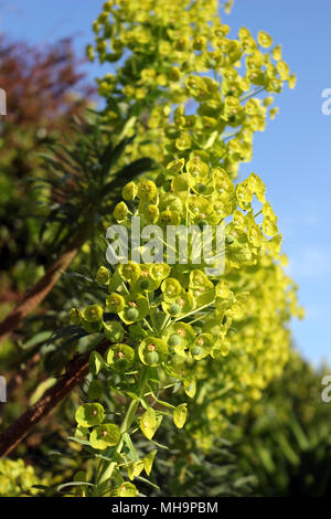 Euphorbia characias euphorbe ou albanais Banque D'Images