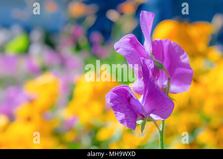 Pois mauve fleur photographié avec un objectif spécialisé pour obtenir une faible profondeur de champ et rêve de fond. Banque D'Images