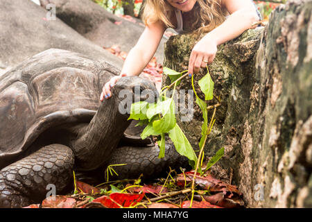 Les tortues géantes de l'île dans les Seychelles. Banque D'Images