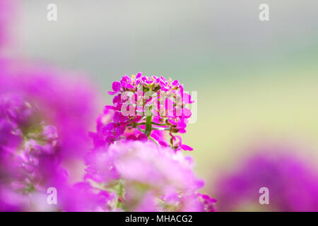 Alyssum dynamique fleurit en fuschia violet au jardin du soleil. Banque D'Images