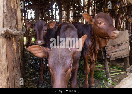 Le longicorne d'Afrique Ankole-Watusi (vache), descendant de l'Ethiopian Sanga les bovins, sont connus comme le bétail des rois. Banque D'Images