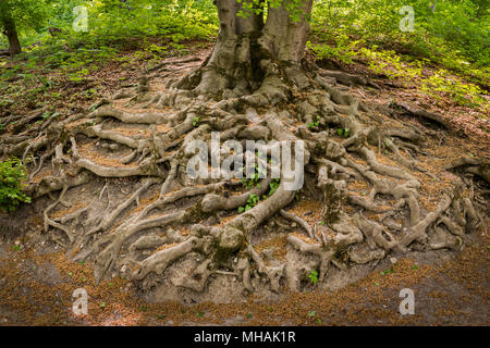 Racines d'un très vieux hêtre européen (Fagus sylvatica) dans une forêt proche d'Vieanna (Autriche) Banque D'Images