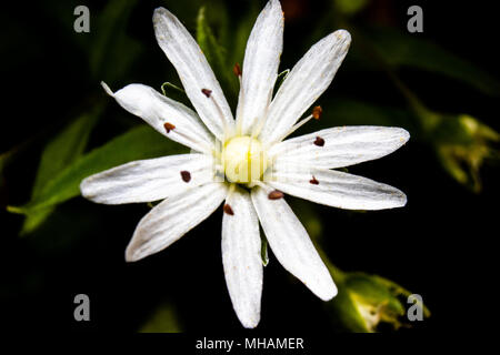 Une fleur de printemps est vu dans cette macro image prise dans le centre de l'Appalachia, United States. Banque D'Images