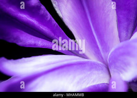 Une fleur de printemps est vu dans cette macro image prise dans le centre de l'Appalachia, United States. Banque D'Images