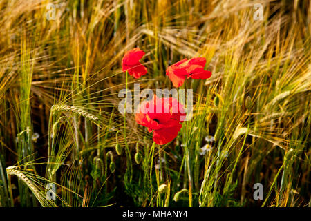 Trois coquelicots dans un champ d'orge Banque D'Images