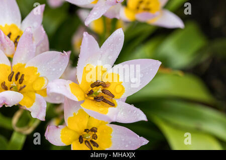 Gros plan du saxotilis Tulipa miniature photographié après la pluie dans un jardin de printemps au Royaume-Uni Banque D'Images