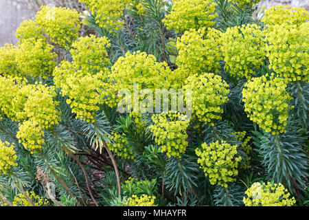 Gros plan de l'Euphorbia chacias wulfenii floraison en avril, Angleterre, Royaume-Uni Banque D'Images