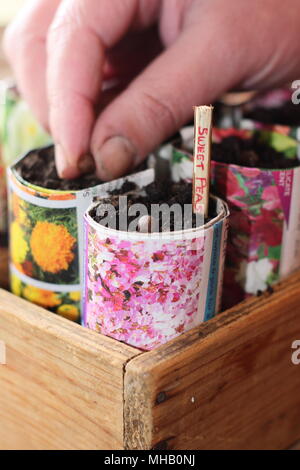 Lathyrus odoratus. Semer les graines de pois sucré dans des pots en papier marqué d'un rameau en tranches comme alternative à l'utilisation de plastique dans le jardinage, UK Banque D'Images