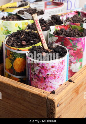 Lathyrus odoratus. Semer les graines de pois sucré dans des pots en papier marqué d'un rameau en tranches comme alternative à l'utilisation de plastique dans le jardinage, UK Banque D'Images