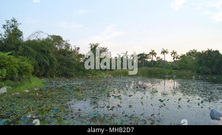 Singapour - APR 1st 2015 : vue extérieure d'un beau jardin avec un lac artificiel avec de nombreux nénuphars dans l'eau situé dans les jardins de la baie Banque D'Images