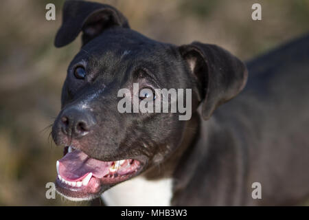 Jeune black adorable chien pit-bull jusqu'à la Banque D'Images