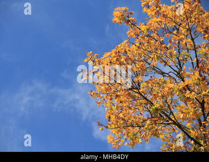 Les feuilles d'automne avec le fond de ciel bleu Banque D'Images