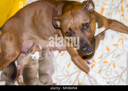 Chien femelle allaitant son nouveau-né des chiots dans un environnement propre Banque D'Images