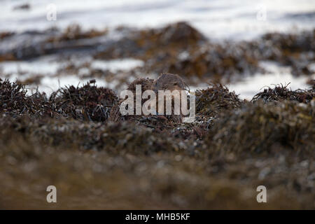 Une paire de jeunes pratiquant la loutre de combats à côté d'un lac côtier sur l'île de Mull en Ecosse. Banque D'Images