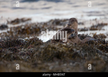 Une paire de jeunes pratiquant la loutre de combats à côté d'un lac côtier sur l'île de Mull en Ecosse. Banque D'Images