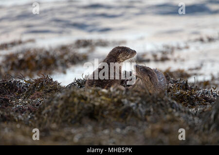 Une paire de jeunes pratiquant la loutre de combats à côté d'un lac côtier sur l'île de Mull en Ecosse. Banque D'Images