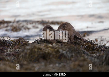 Une paire de jeunes pratiquant la loutre de combats à côté d'un lac côtier sur l'île de Mull en Ecosse. Banque D'Images