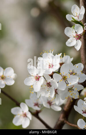 Fleurs de prunier sauvage à la lumière du jour. Fleurs blanches en petits groupes sur un prunier sauvage arbre branche. Banque D'Images