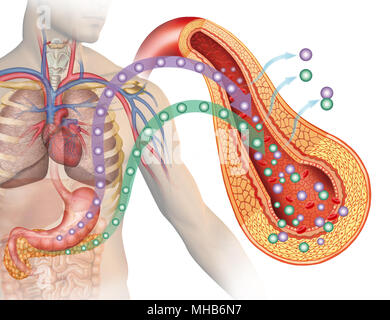 Le glucose et l'insuline dans le diabète, l'illustration descriptive qui met en lumière le pancréas et l'estomac dans la production de glucose et d'insuline. Banque D'Images