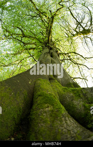 Un vieux hêtre, Fagus sylvatica, sur le bord d'un bois dans la région de North Dorset England UK dans lumière du soir. Banque D'Images