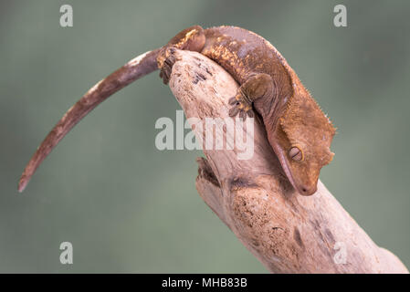 Crested Gecko. Isolés contre un fond vert. L'accent sur les yeux. Prix pour copie. Banque D'Images