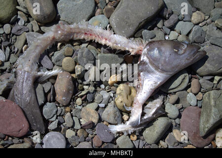 Squelette de poisson pourri en décomposition sur la plage à gauche après les goélands s'était propre. Banque D'Images