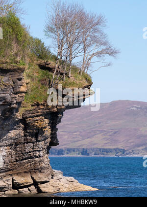 Silver Birch arbres croissant sur l'érosion en surplomb falaises près de Elgol, Isle of Skye, Scotland, UK Banque D'Images