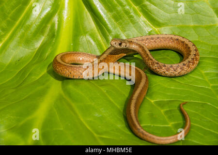 Le nord du serpent brun (Storeria dekayi) Banque D'Images