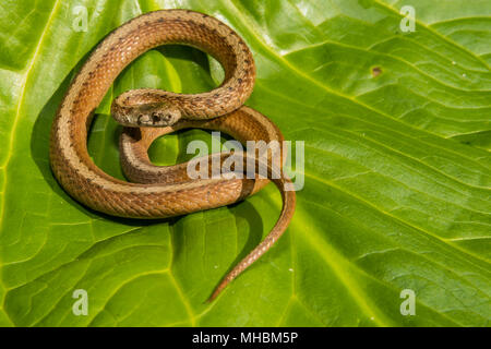 Le nord du serpent brun (Storeria dekayi) Banque D'Images