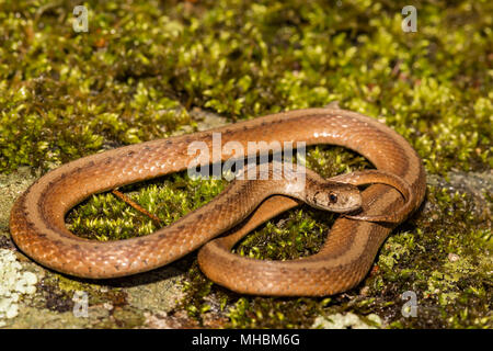 Le nord du serpent brun (Storeria dekayi) Banque D'Images