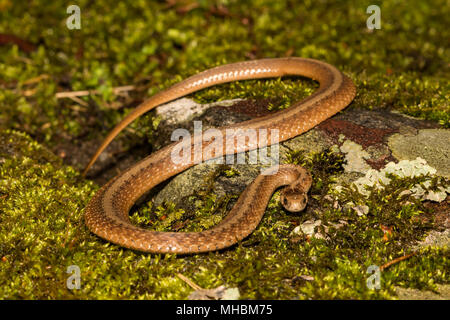 Le nord du serpent brun (Storeria dekayi) Banque D'Images