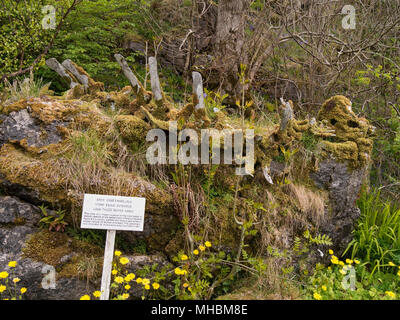 Usurper l'eau à longue queue squelette (en fait un squelette de baleine) sur afficher dans Ord sur l'île de Skye, Écosse, Royaume-Uni (voir image MHBM aussi9E). Banque D'Images