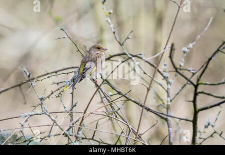 Verdier (Carduelis chloris) femmes perché sur une branche Banque D'Images