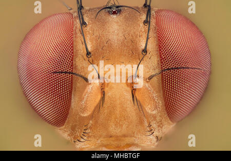 Mouche des fruits Banque D'Images