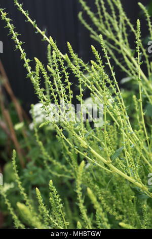 Close up de bok choy fleurs Banque D'Images