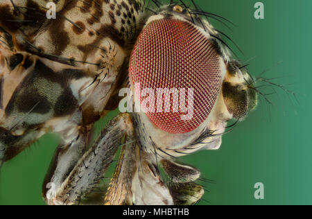 - La mouche Drosophila melanogaster Banque D'Images