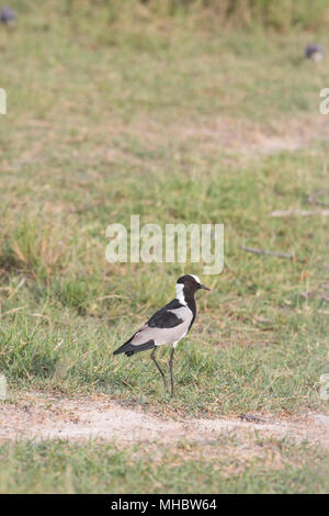 Blacksmith sociable (Vanellus armatus ou). Okavango, le Botswana. L'Afrique orientale et centrale. Banque D'Images