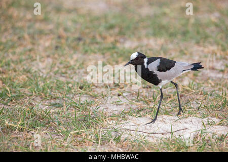 Blacksmith sociable (Vanellus armatus ou). Okavango, le Botswana. L'Afrique orientale et centrale. Banque D'Images