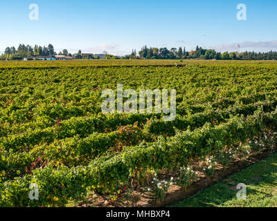 Vue sur vignoble, Santa Cruz de la région viticole, la vallée de Colchagua, Chili, Amérique du Sud Banque D'Images