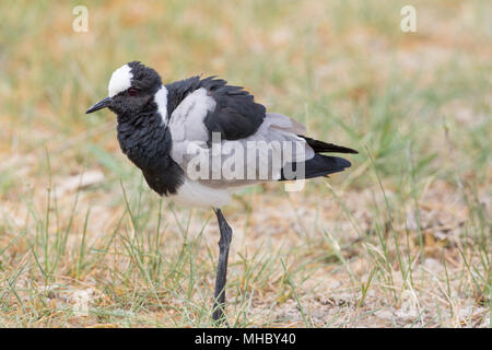 Blacksmith Plover ou sociable (Vanellus armatus). Plumage ébouriffant après le lissage. Les plumes individuelles en position. Banque D'Images