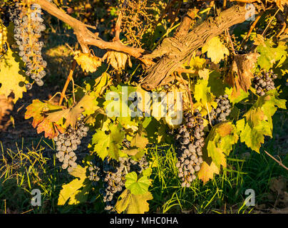 Close up de raisins mûrs ensoleillée, Santa Cruz, région viticole de la vallée de Colchagua, Chili, Amérique du Sud Banque D'Images