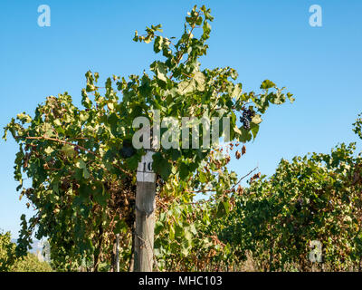 Rangées de vignes de raisins mûrs, Santa Cruz de la région viticole, la vallée de Colchagua, Chili, Amérique du Sud Banque D'Images