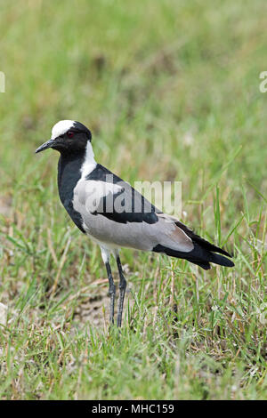 Blacksmith sociable (Vanellus armatus ou). Okavango, le Botswana. L'Afrique orientale et centrale. Banque D'Images