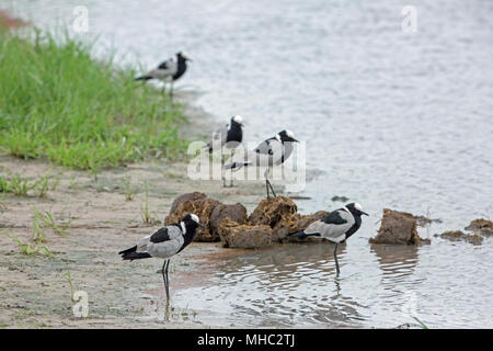 Blacksmith Plover (Vanellus armatus vanneaux ou). Cinq aux côtés de l'éléphant africain (Loxodonta africana), d'excréments, d'attente pour inverser l'insecte Banque D'Images